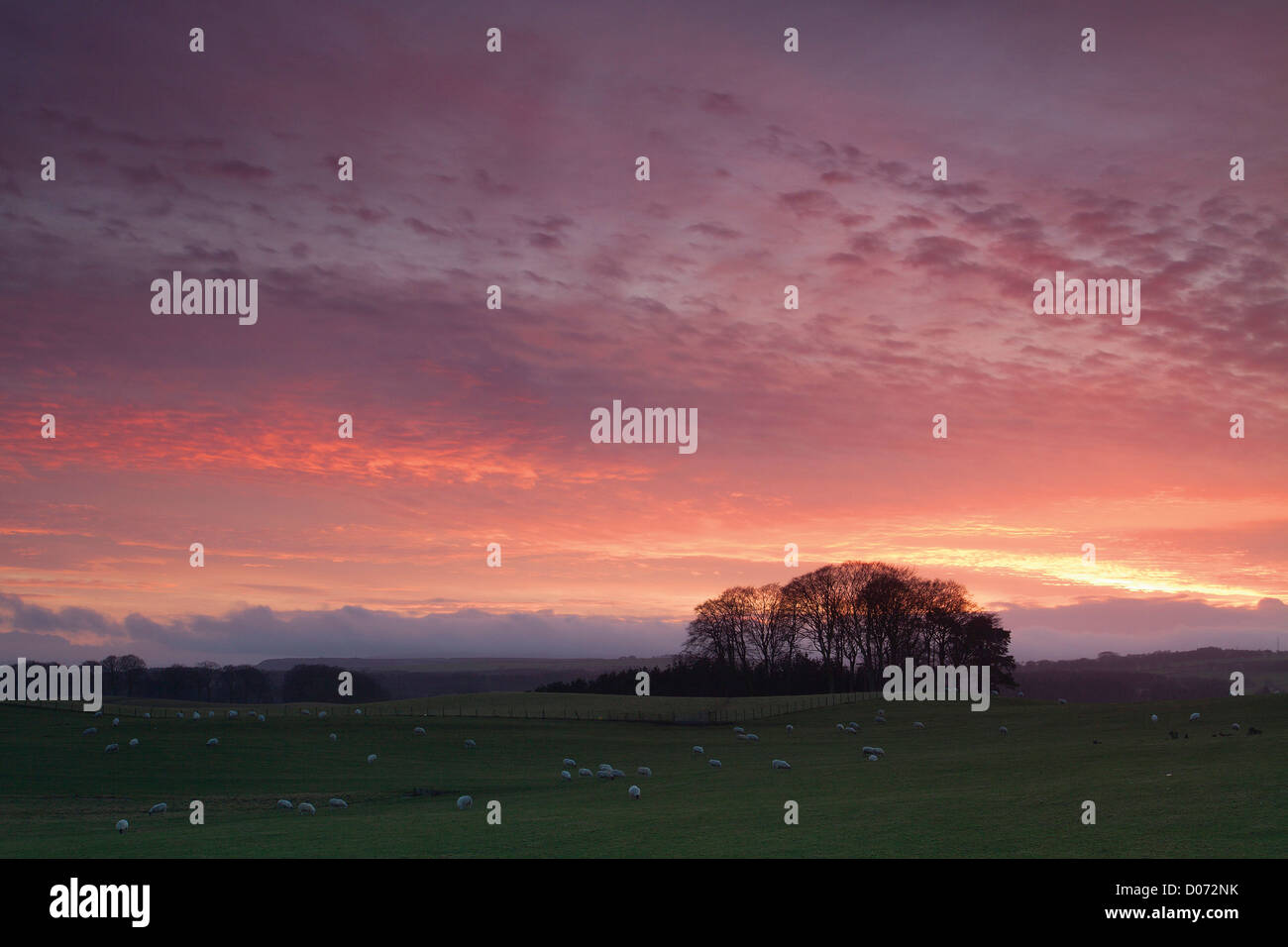 Die buchen bei Sonnenuntergang, Lanark, South Lanarkshire Stockfoto