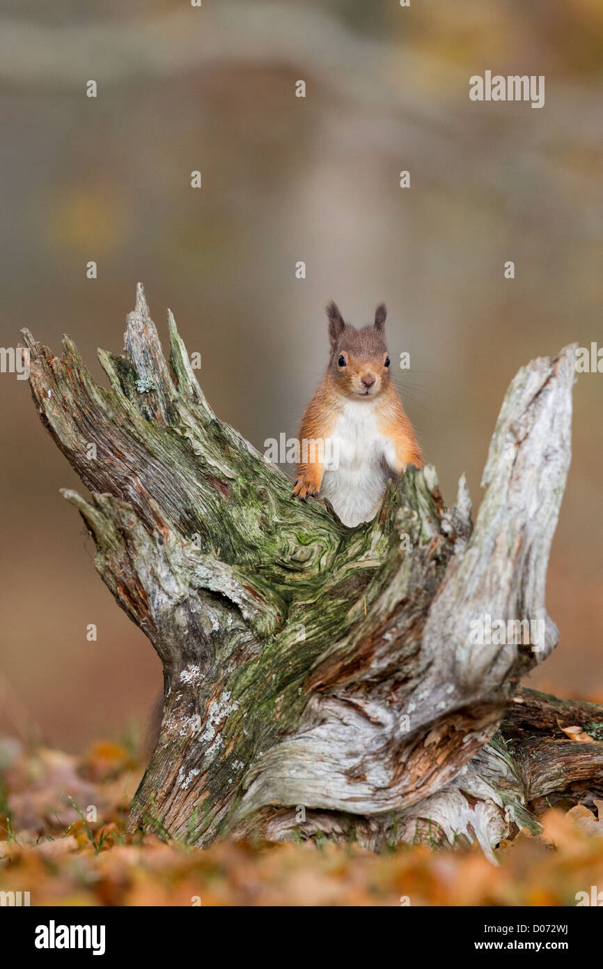 Eichhörnchen Sciurus Vulgaris, sitzt auf Baum stump im Herbst, Schottland, UK Stockfoto