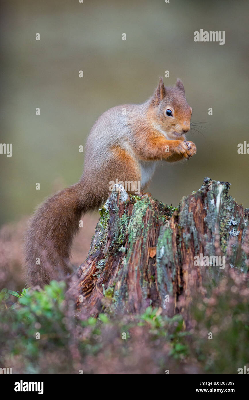 Eichhörnchen Sciurus Vulgaris, sitzt auf Baum stumpf mit Heidekraut, Fütterung, Herbst, Schottland, Vereinigtes Königreich Stockfoto