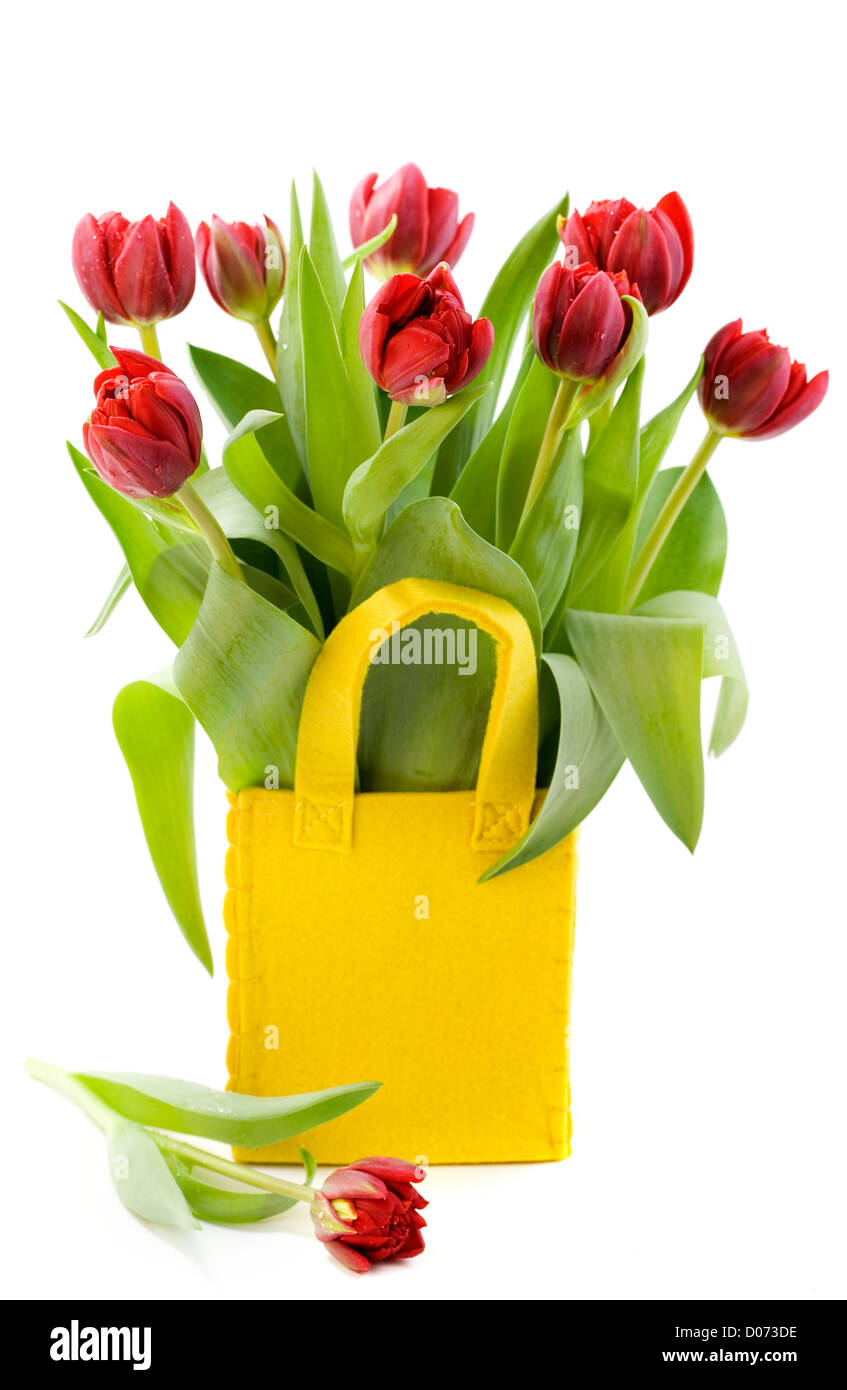 frische Tulpen auf weißem Hintergrund Stockfoto