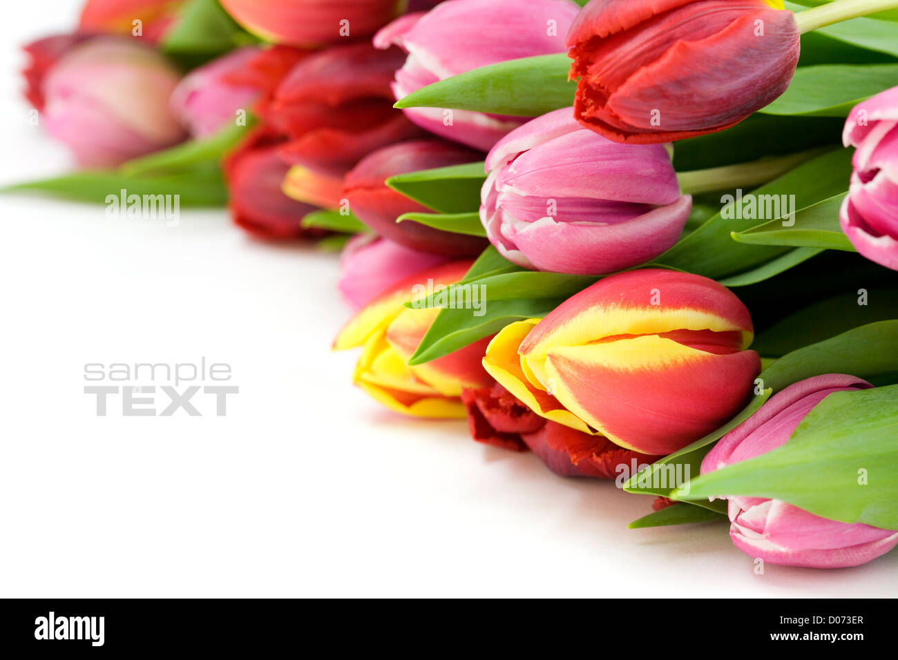 frische Tulpen Stockfoto
