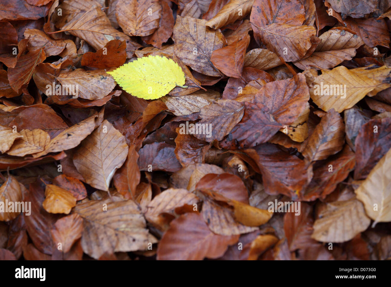 Herbstlaub, kontrastierenden gelb und Rost, Suffolk, Landschaft, UK Stockfoto