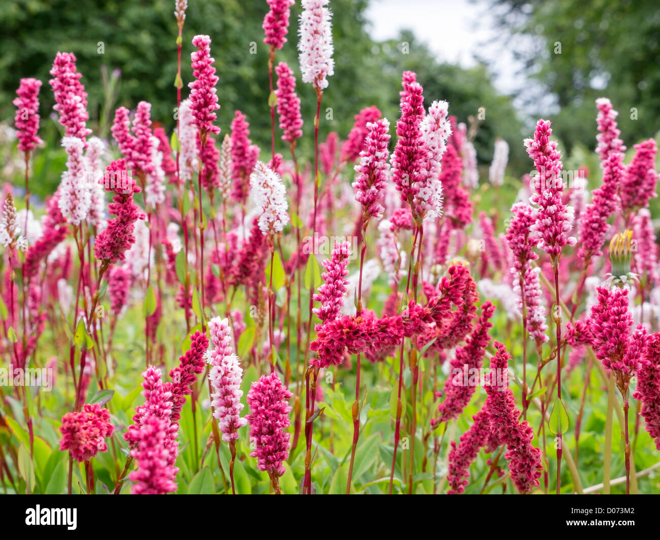 Rosa und rote Knotwood (Persicaria Affinis vorher bekannt als Polygonum affine) Blüten in einem schottischen Garten. Stockfoto