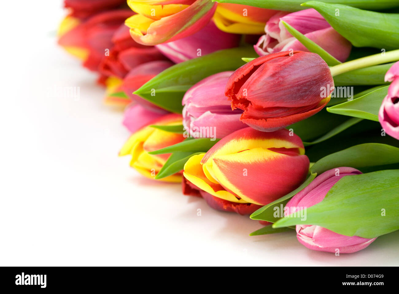 Bouquet von frischen Tulpen auf weißem Hintergrund Stockfoto