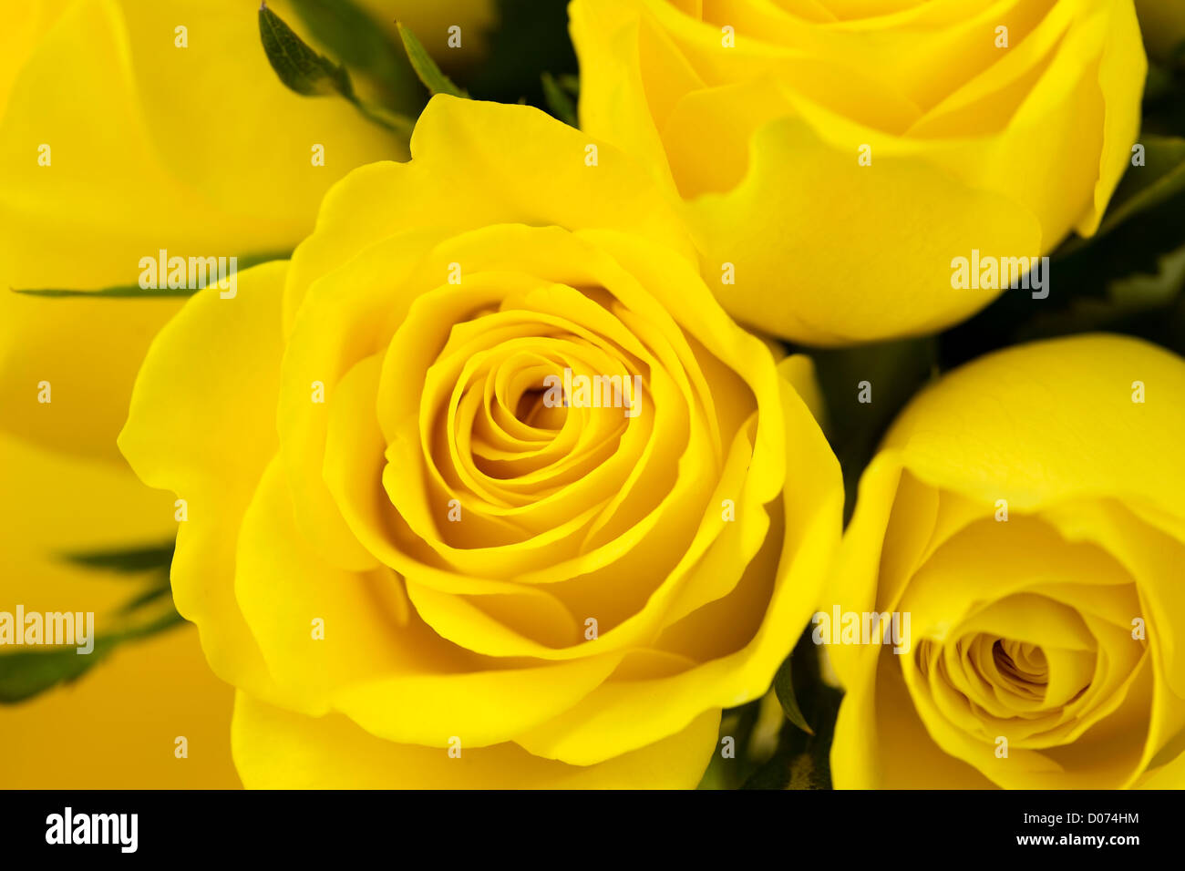 Nahaufnahme von gelben Rosen Stockfoto