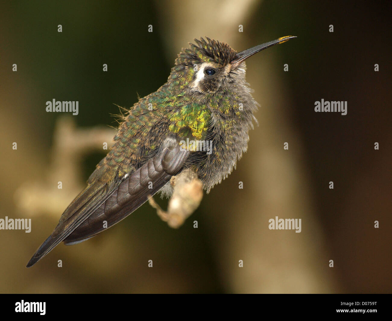 Juvenile kubanischen Emerald (Chlorostilbon ricordii) Kolibri endemisch auf Kuba stellt schön für die Linse der Kamera im Profil Stockfoto