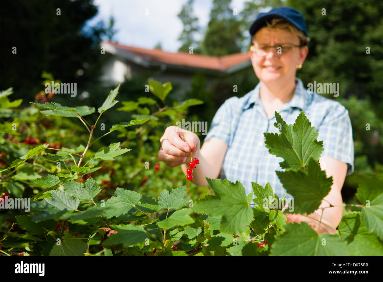 Frau im roten Johannisbeeren Busch arbeitet. Stockfoto