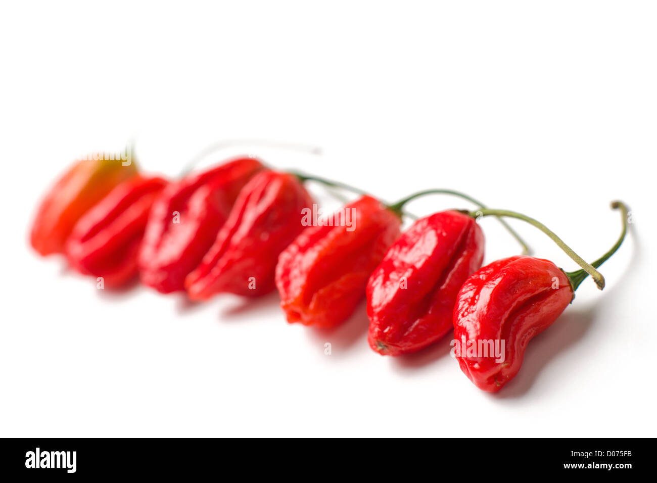 Sehr, sehr sehr heiß Naga Morich Chili. Stockfoto