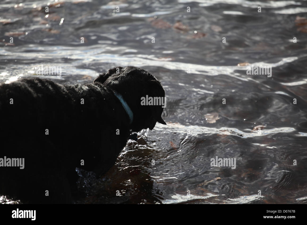 Nassen Labrador Retriever Welpen in Lake Windermere Stockfoto