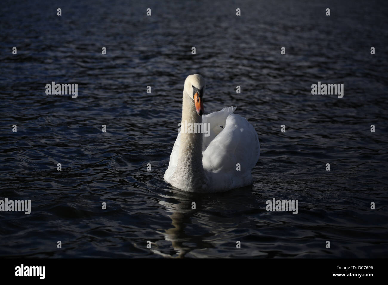 Cygnus Olor Höckerschwan Stockfoto