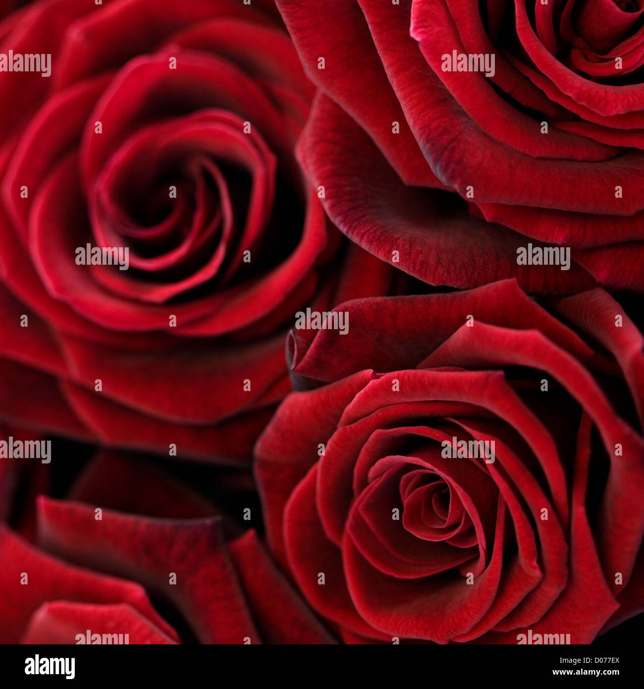 Rote Rosen Hintergrund Stockfoto