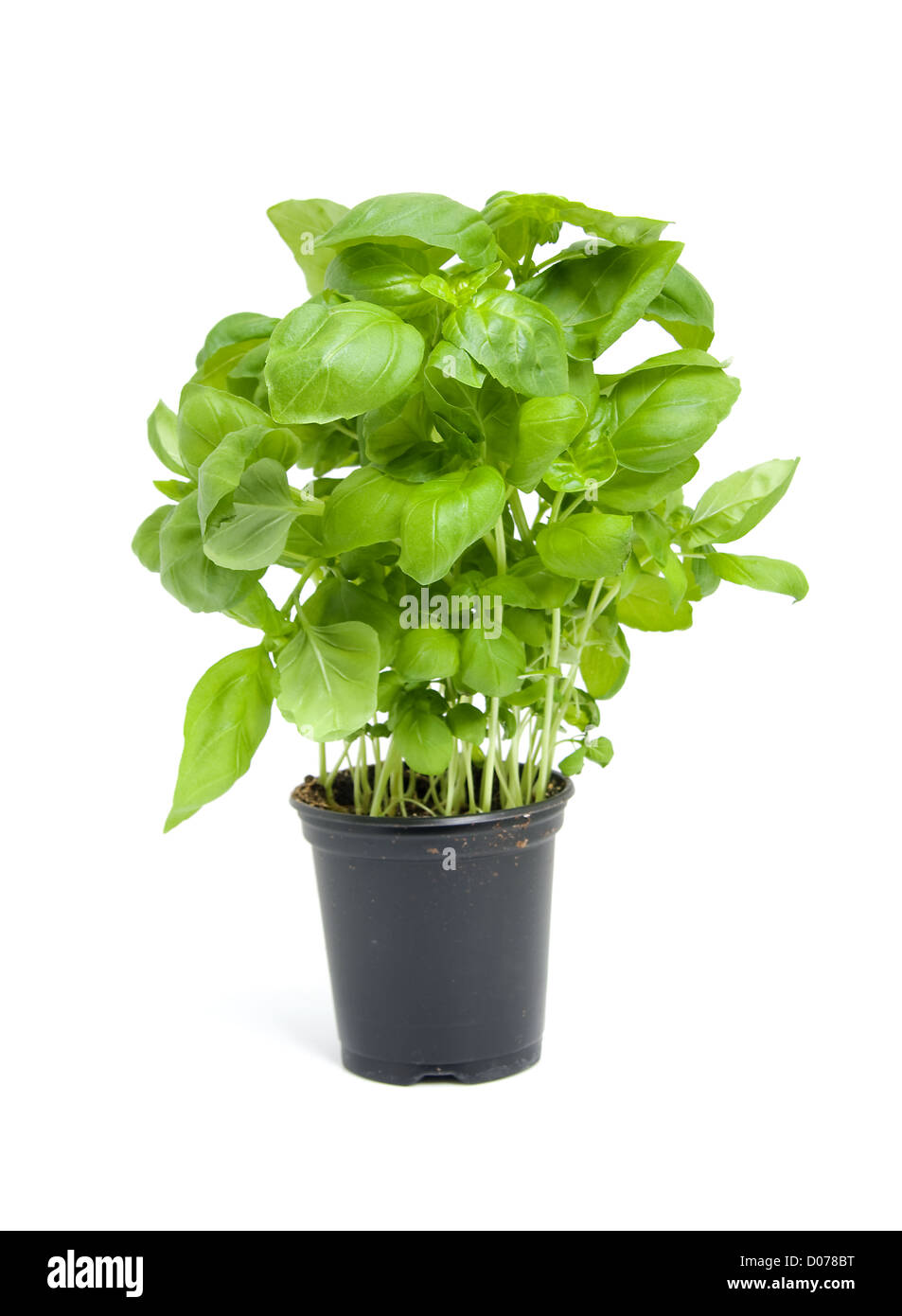 frischem Basilikum Pflanze in schwarzen Topf isoliert auf weißem Hintergrund Stockfoto
