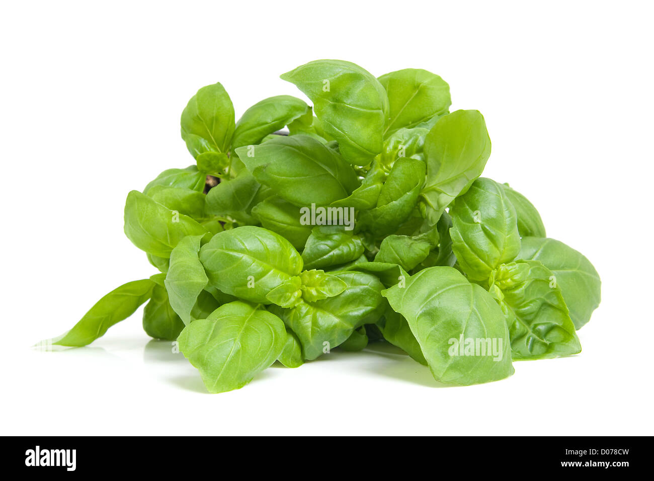 frischem Basilikum Pflanze in Nahaufnahme isoliert auf weißem Hintergrund Stockfoto