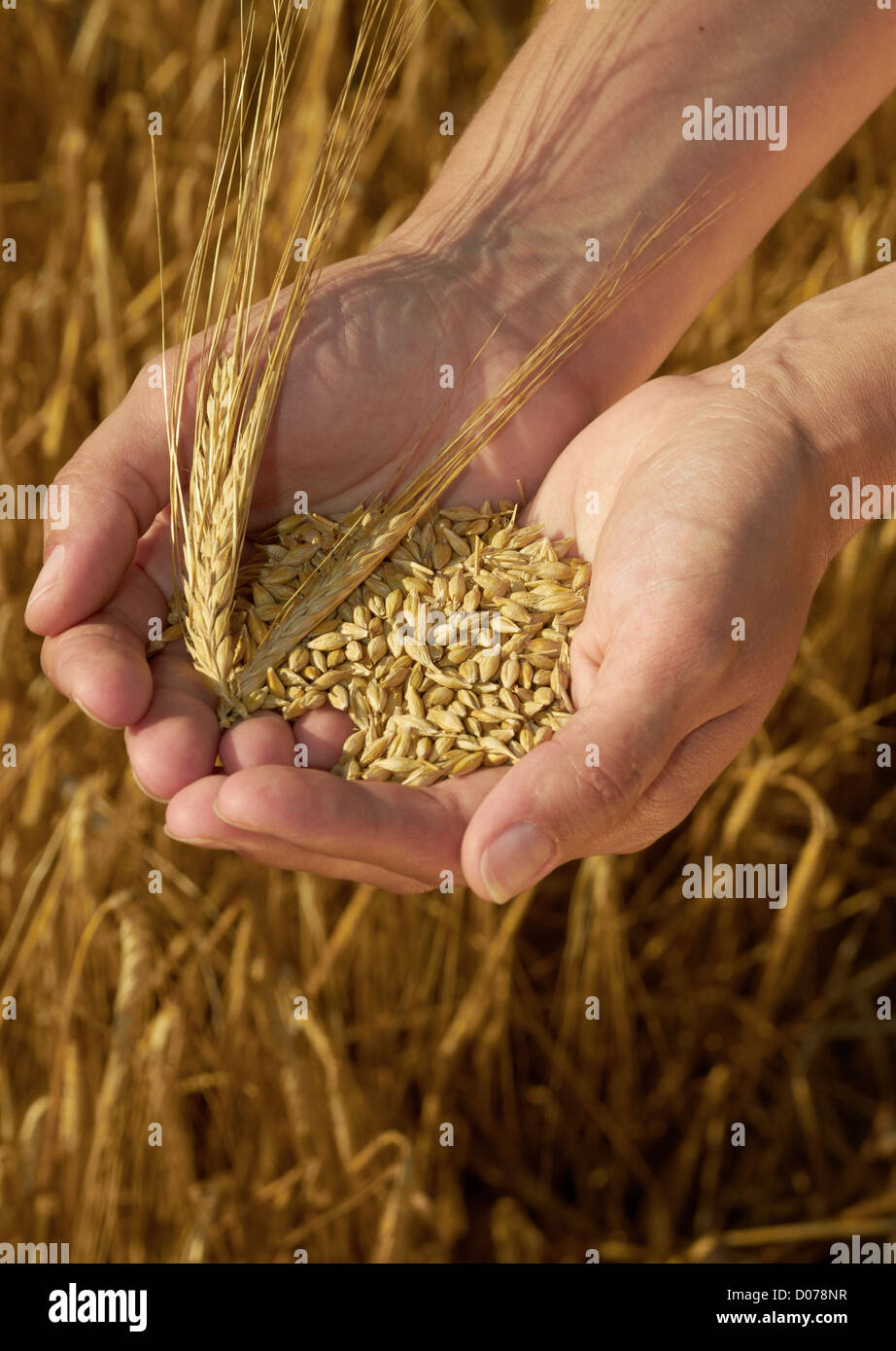 Hände halten Korn Stockfoto