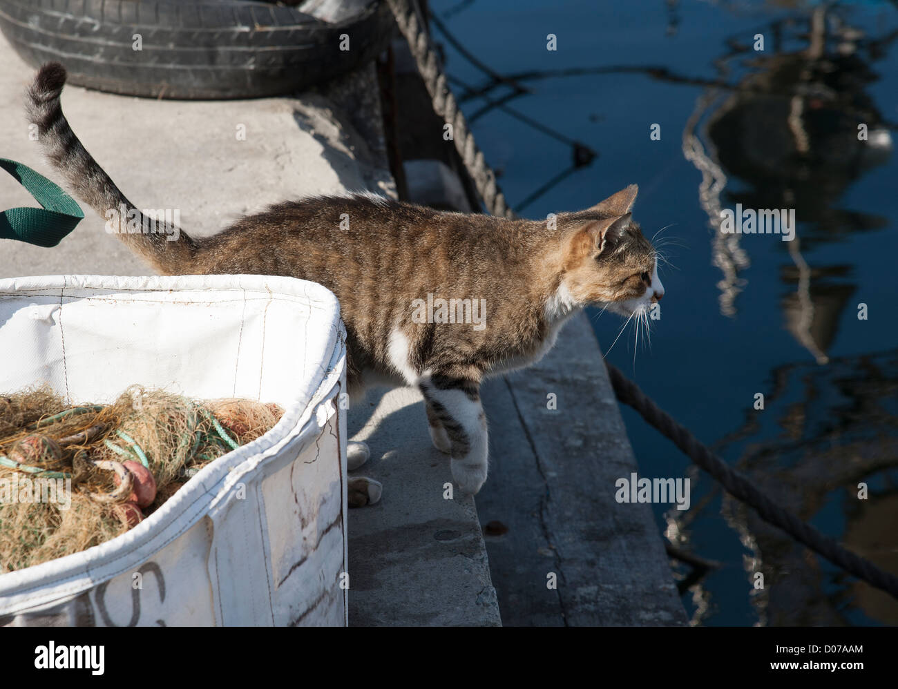 Katze auf der Uferpromenade beobachten Fische schwimmen im Hafen von Paphos Zypern Stockfoto