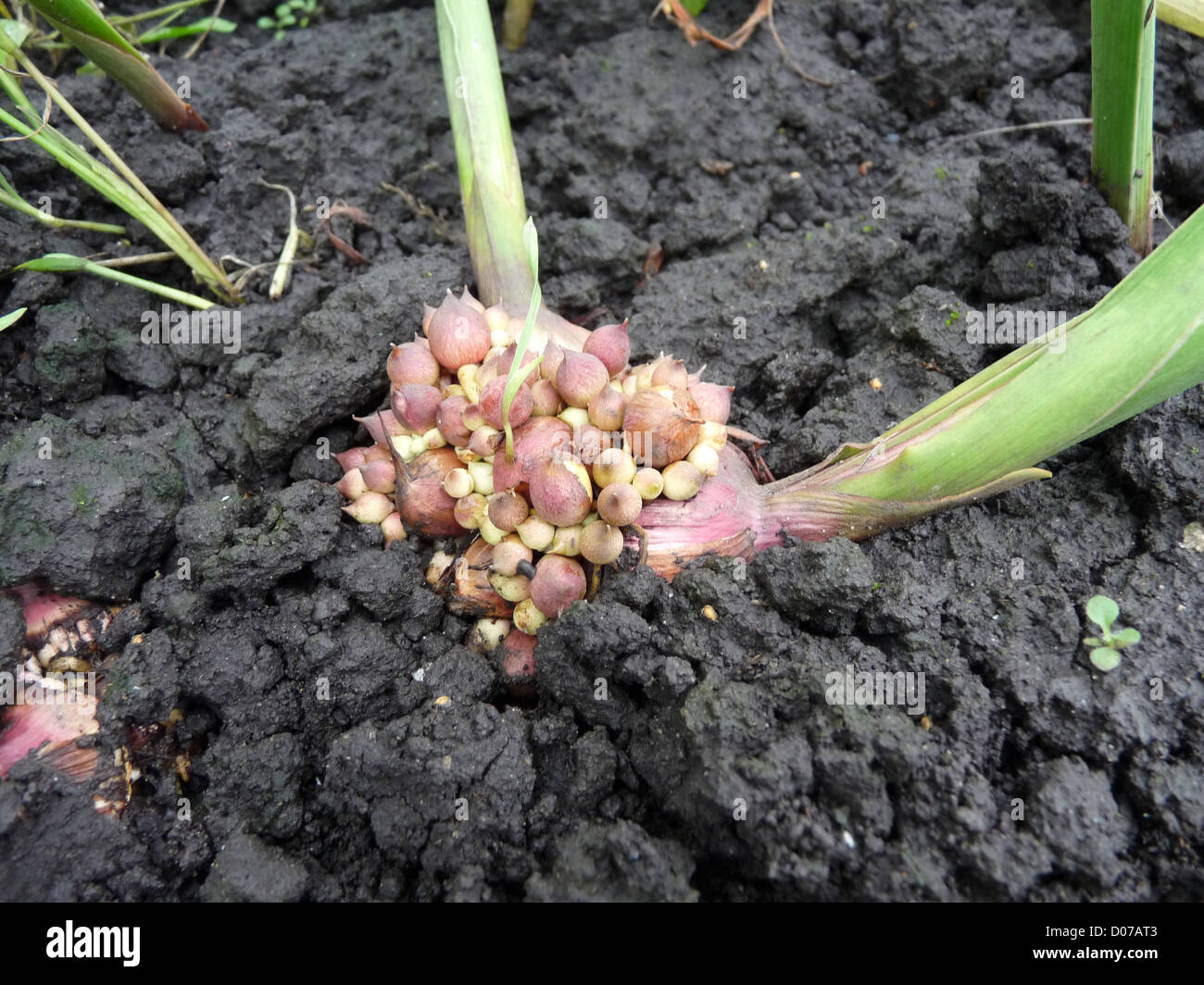 Gladiolen, Zwiebeln, Herbst, Blumen, Samen, Keimlinge, Pflanzen, Garten