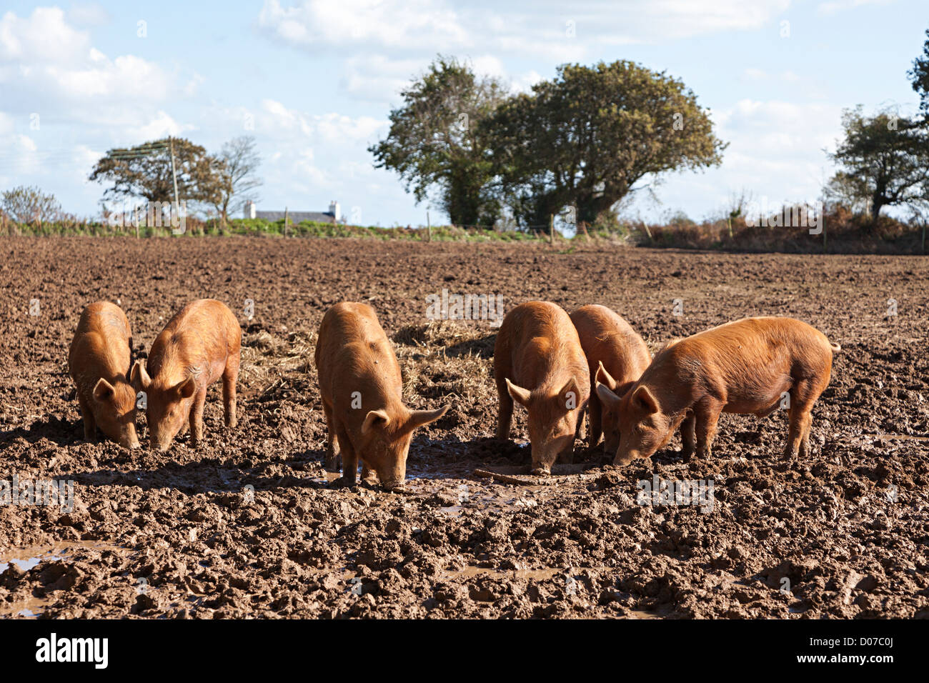 Schweine in schlammigen Feld, Jersey, Kanalinseln, UK Stockfoto