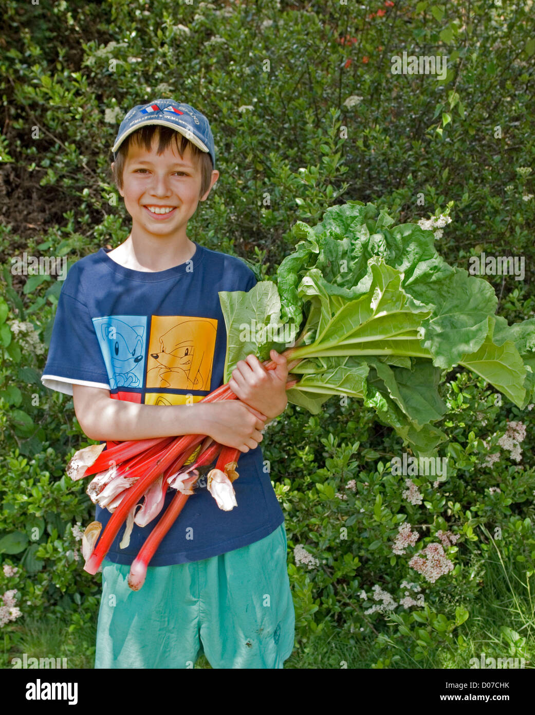 junge sammeln Rhabarber Stockfoto