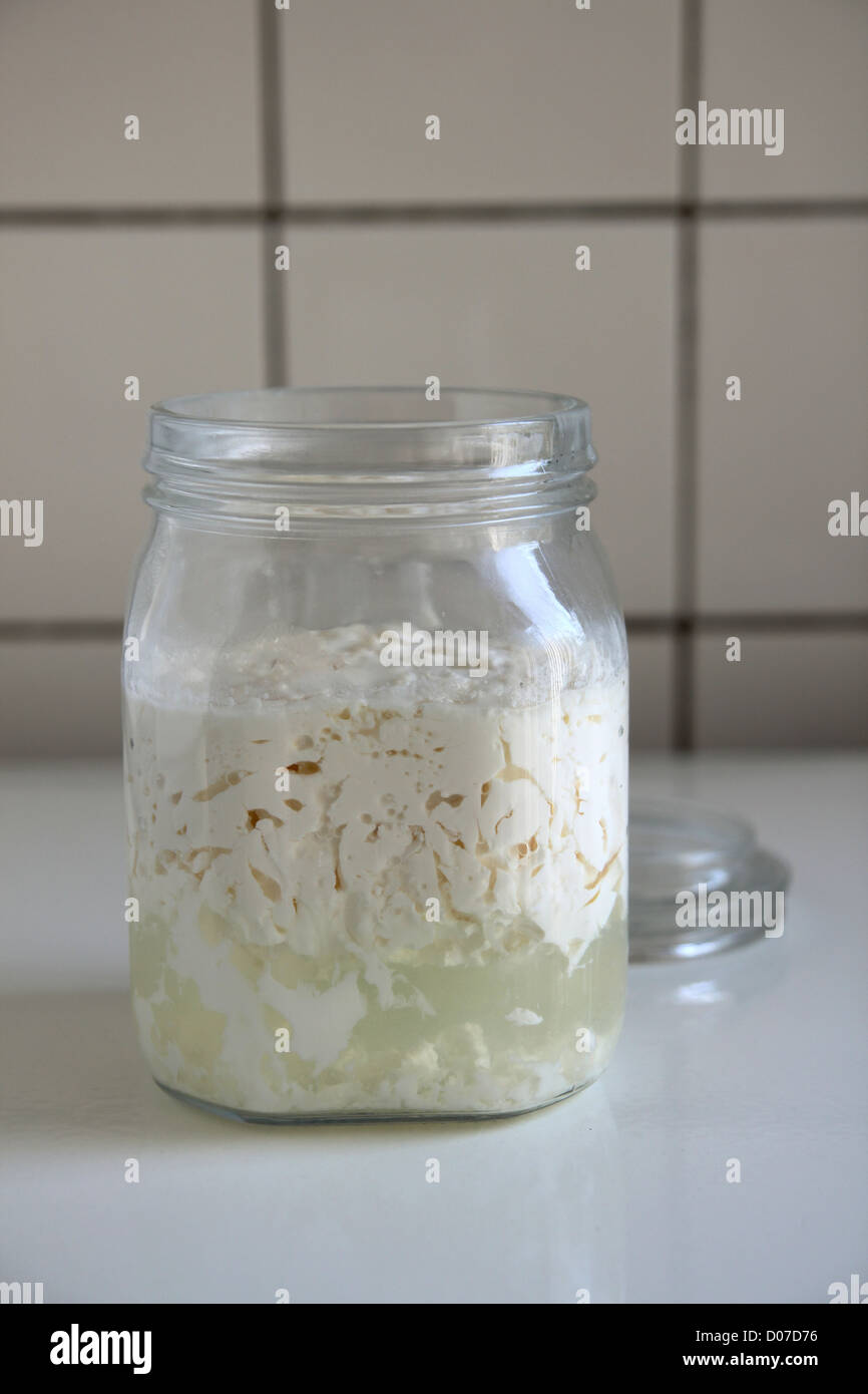 Kefir Joghurt Pflanze, bereit für den Einsatz Stockfoto