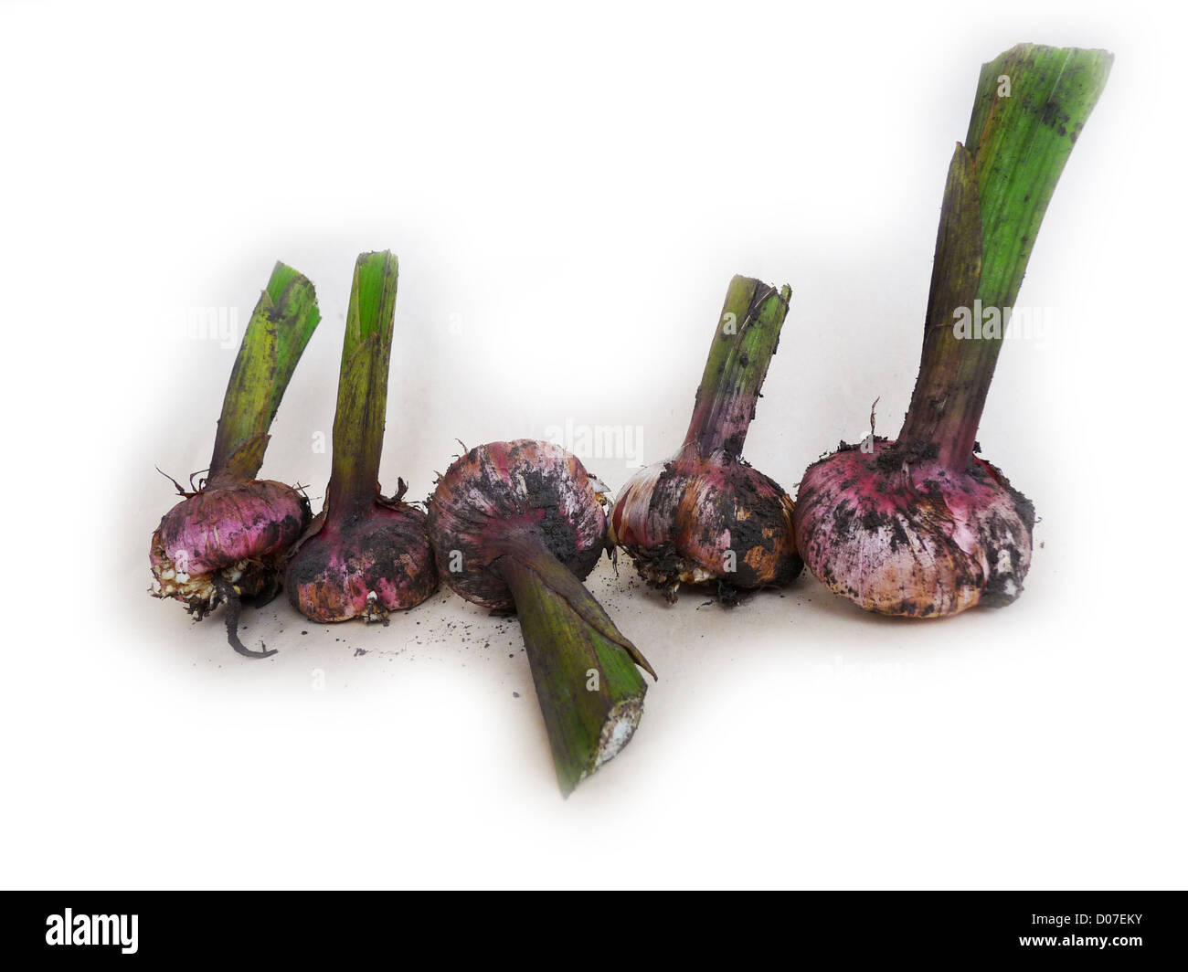 Gladiolen, Zwiebeln, Herbst, Blumen, Samen, Keimlinge, Pflanzen, Garten