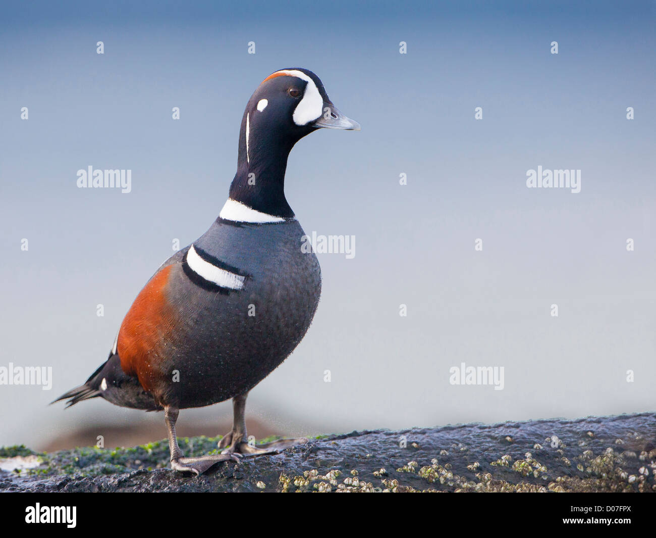 USA, US-Bundesstaat Washington. Männliche Ente in Harlekin (Histrionicus Histrionicus) Quartiere auf ein Oceanside, intertidal Rock. Stockfoto