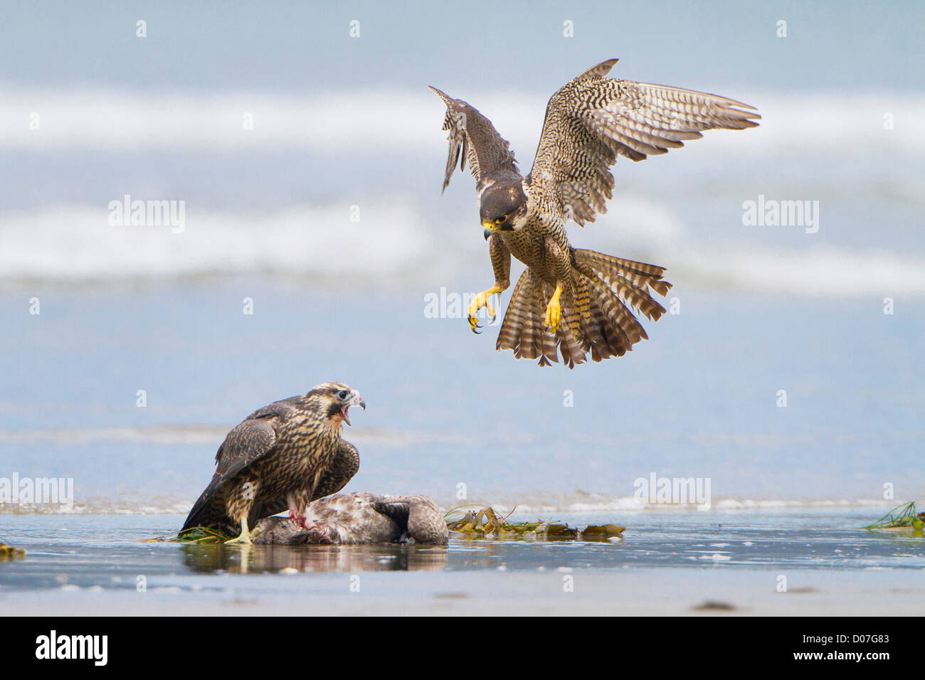 USA, WA, Olympic Nationalpark. Juvenile Wanderfalke (Falco Peregrinus) mit Möwe Kill, Altvogel oben am Strand von Shi-Shi Stockfoto