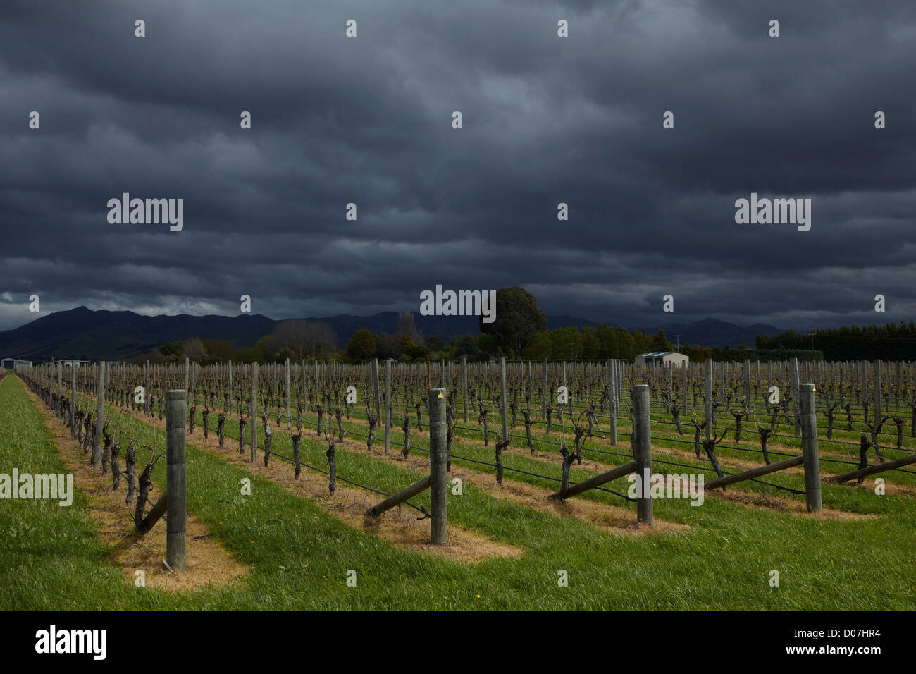 Dunkle Wolken und Weingut in der Nähe von Blenheim, Marlborough, Südinsel, Neuseeland Stockfoto