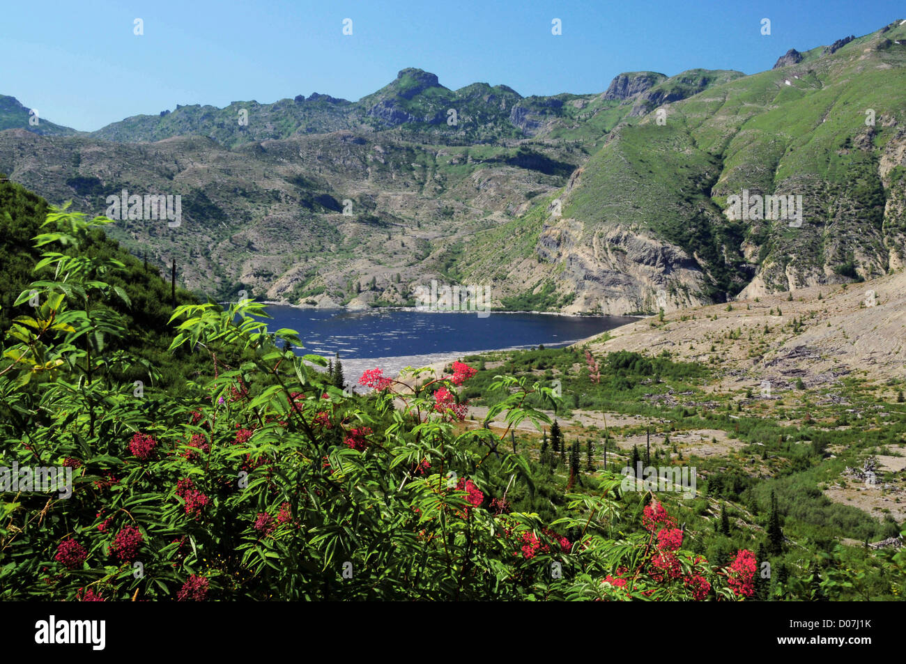 Spirit Lake, Mount St. Helens Wildnis, Washington, USA Stockfoto