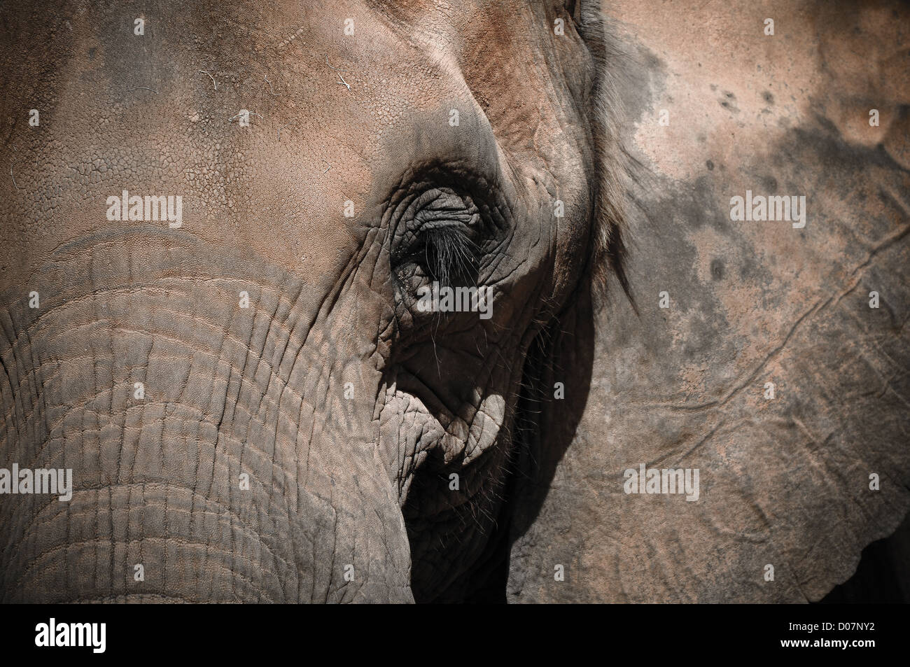 Im Alter von Elefanten geradeaus schauen Stockfoto