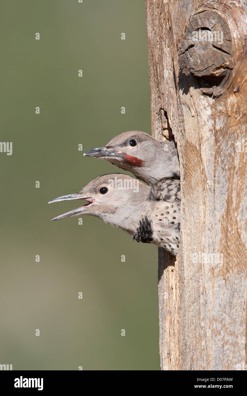 Nördlichen Flimmern Nestlinge Stockfoto