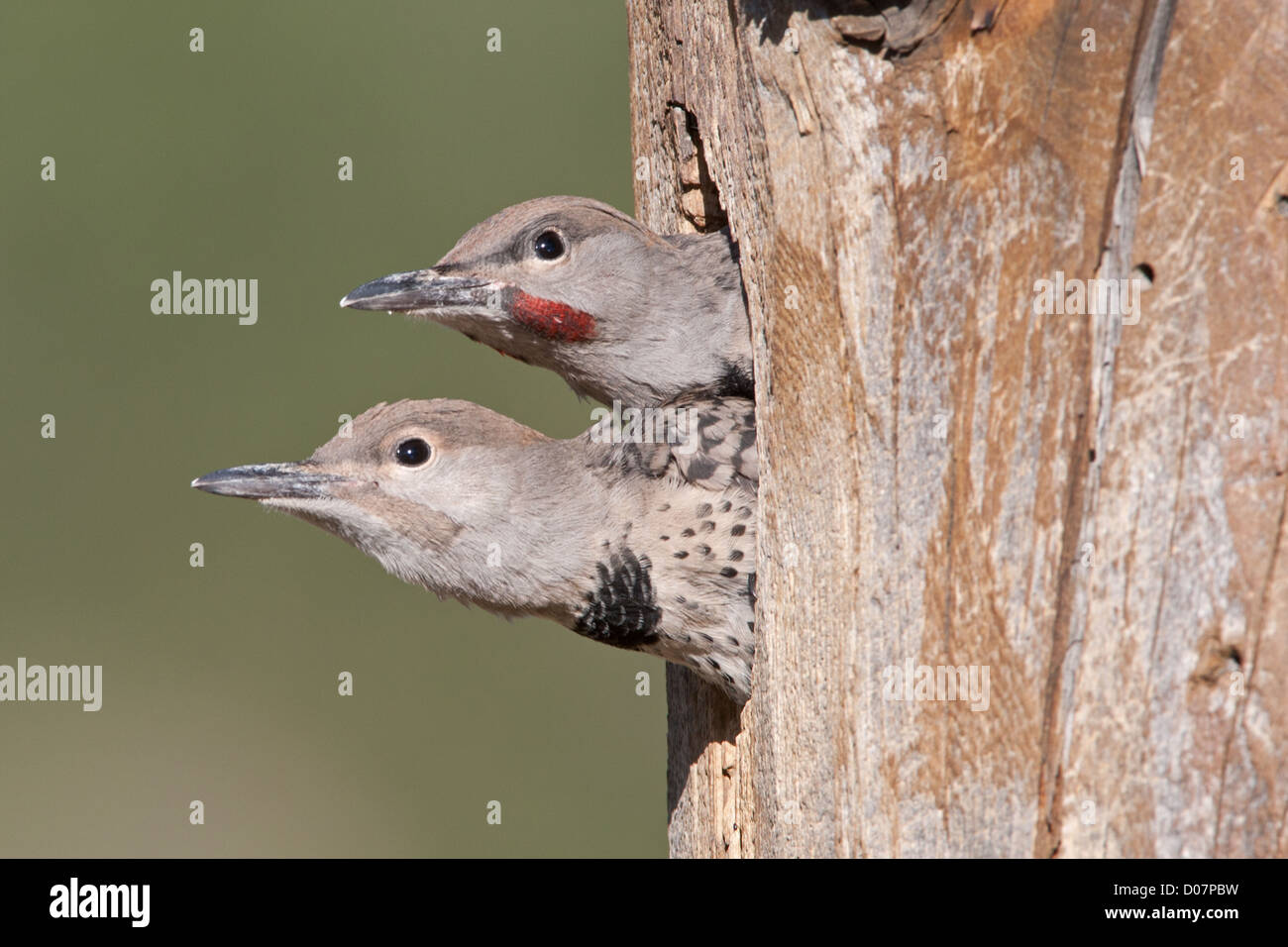 Nördlichen Flimmern Nestlinge Stockfoto