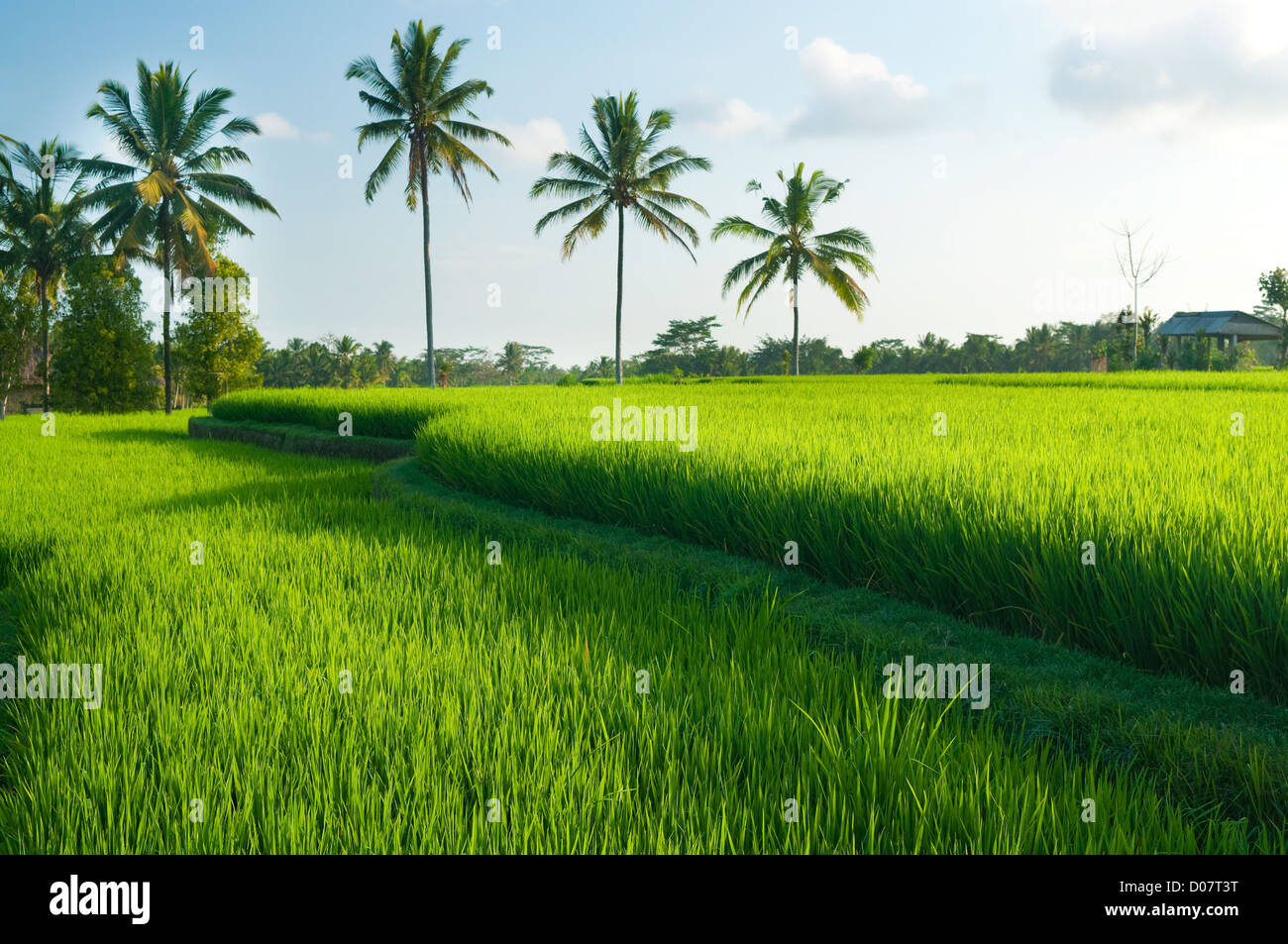 Reisfeld im frühen Stadium auf Bali, Indonesien. Kokospalme auf Hintergrund. Stockfoto