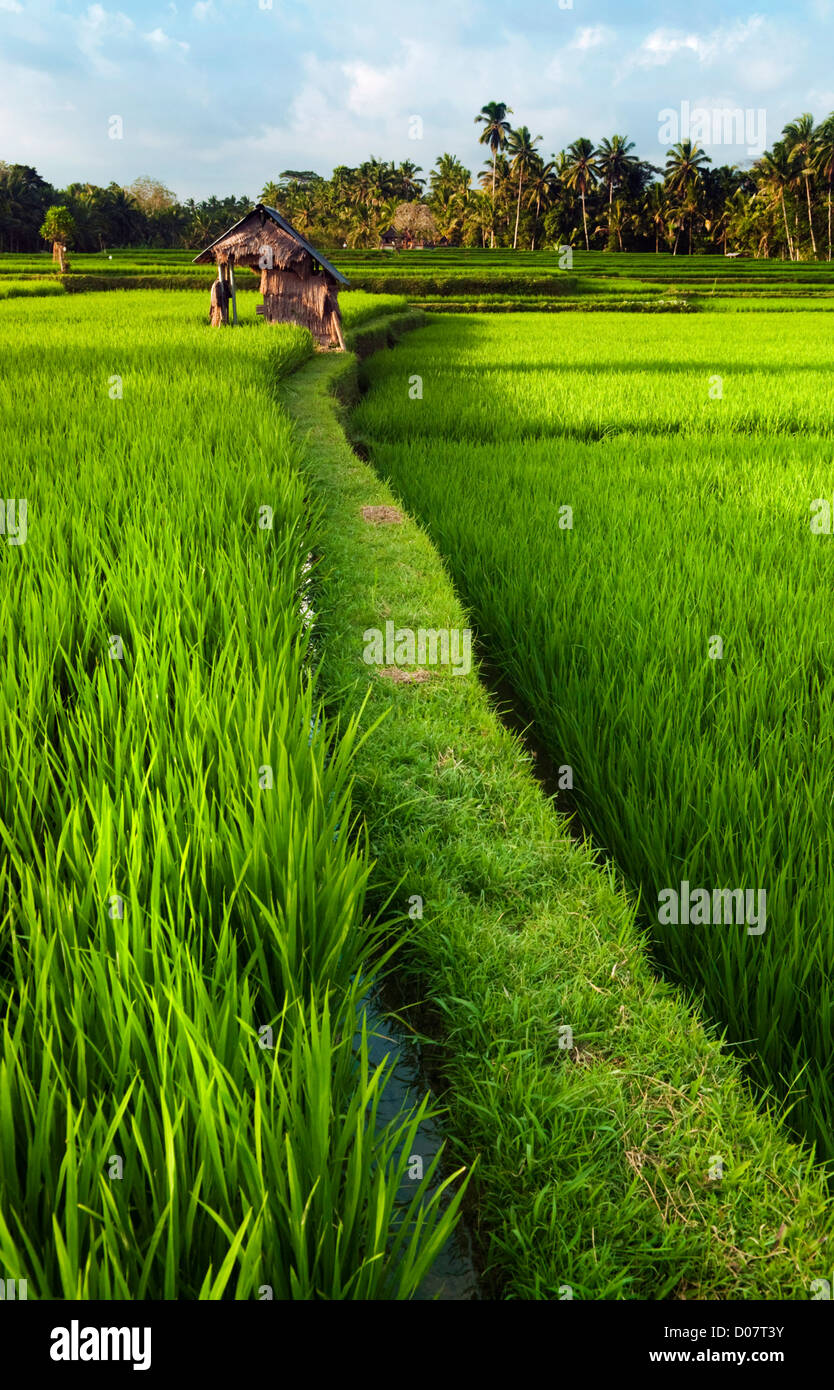 Reisfeld im frühen Stadium bei Ubud, Bali, Indinesia. Kokospalme und Hütte im Hintergrund. Stockfoto