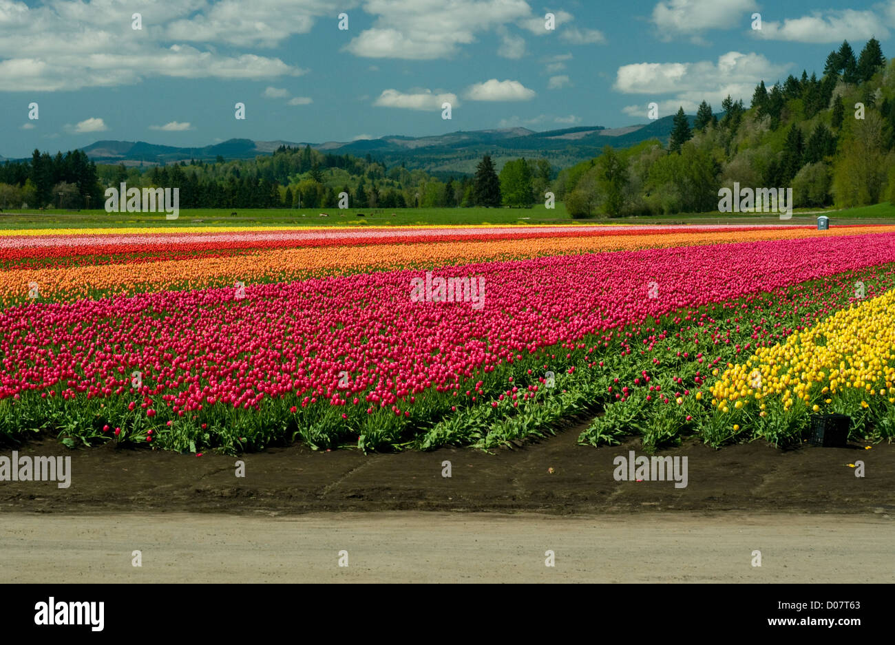 Eine Blumenfarm auf Washington State Highway 12 zeigt sich in voller Blüte. Stockfoto