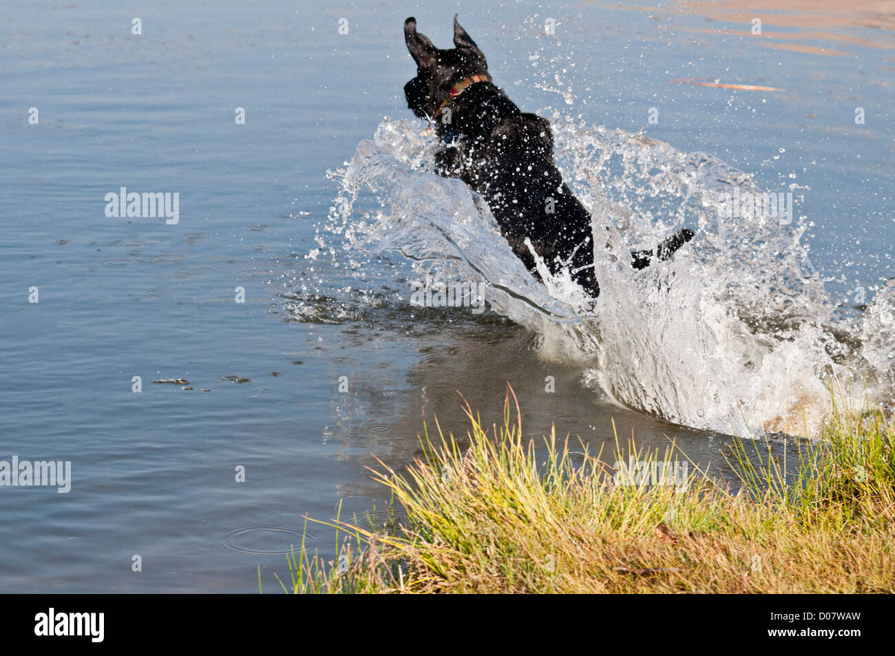 Schwarzer Labrador Retriever ins Wasser springen Stockfoto