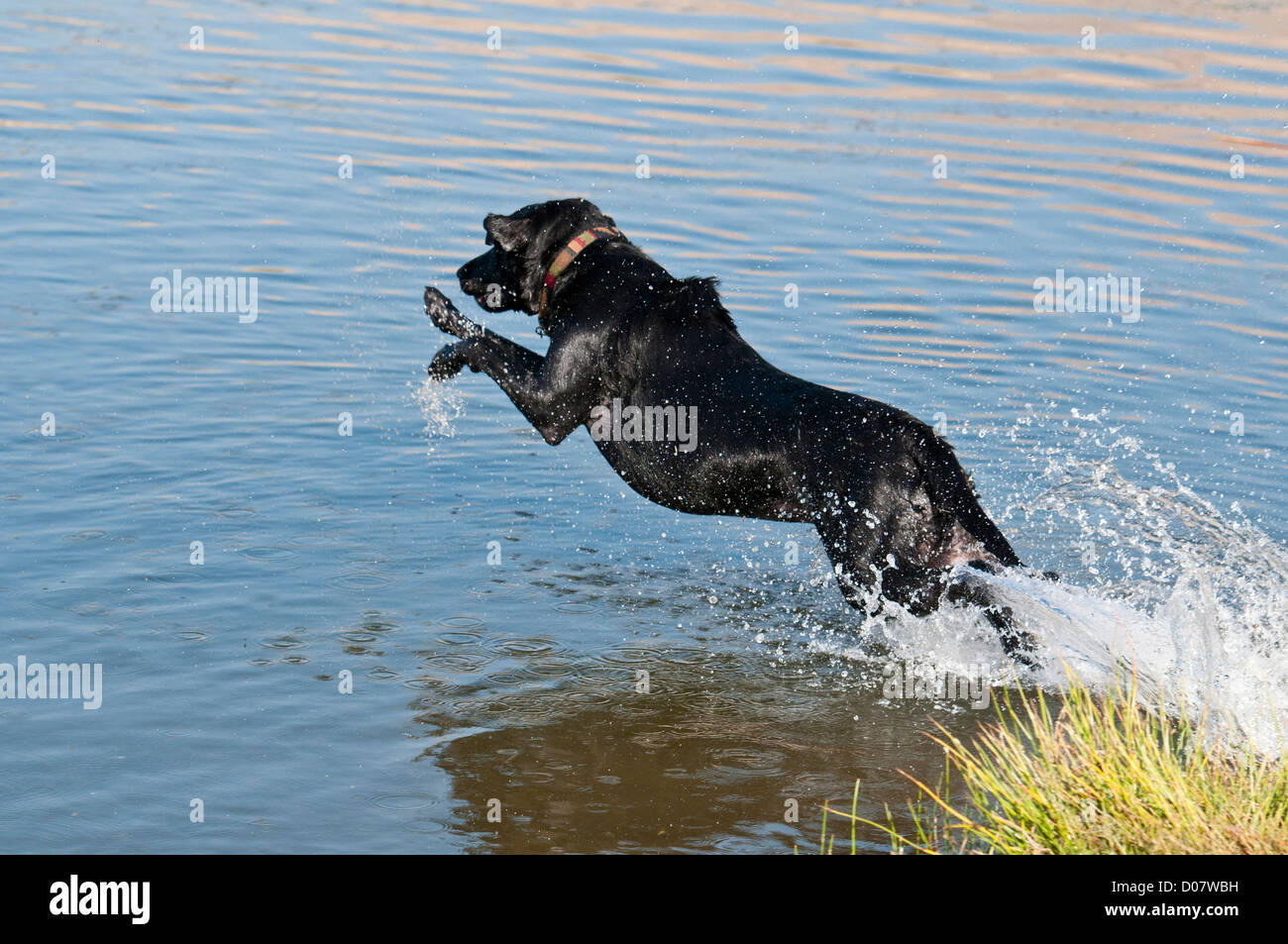 Schwarzer Labrador Retriever ins Wasser springen Stockfoto