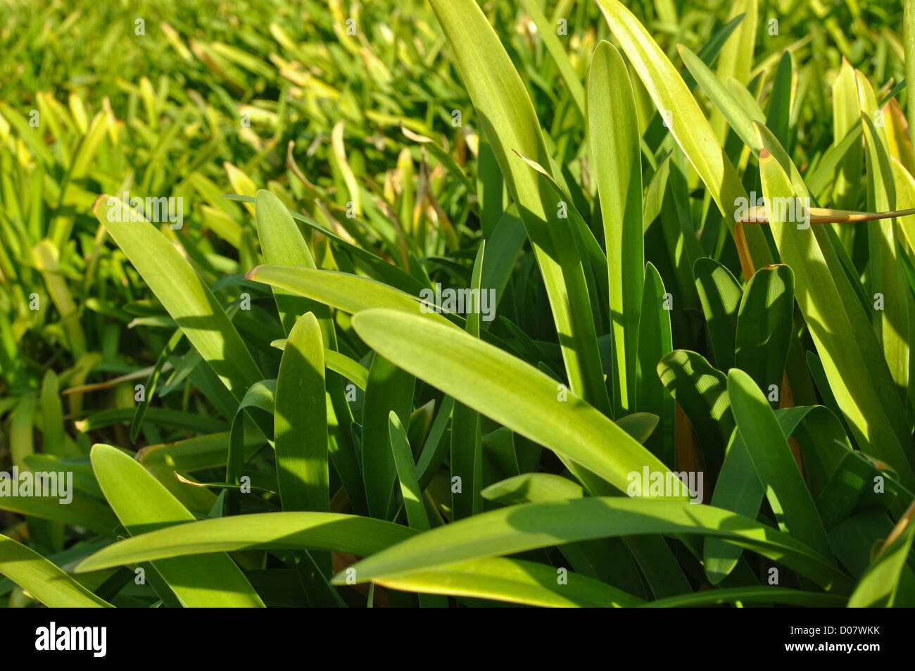 Bunte grüne Pflanze Hintergrund hinzufügen von text Stockfoto