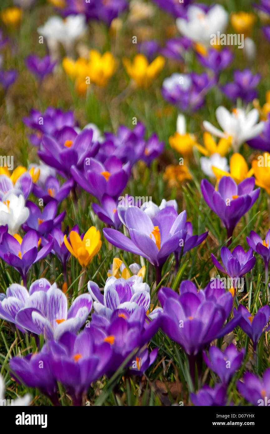 Viele niederländische Krokus Frühlingsblumen im Sonnenschein Stockfoto