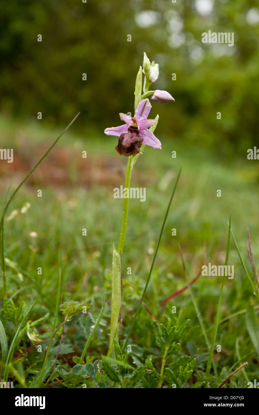 Die endemische Aveyron Biene Orchidee, Ophrys Aveyronensis, Cevennen, Frankreich. Stockfoto
