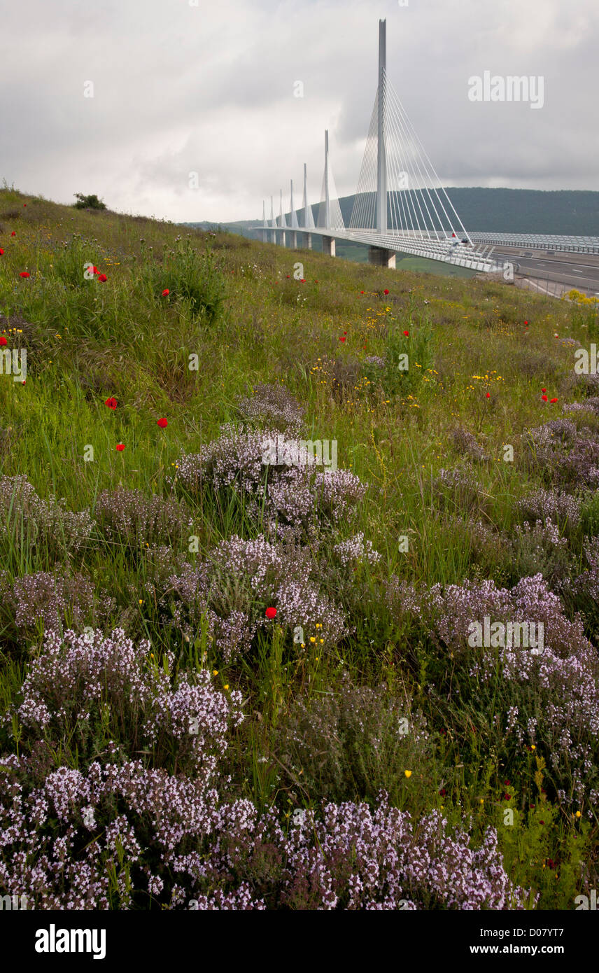 Millau-Viadukt oder Viaduc de Millau, mit Thymian und anderen Blumen auf der Autobahn A75 E11, Tarn-Schlucht. Cevennen, Frankreich. Stockfoto