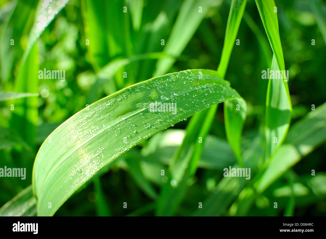 Nassen Wassertropfen grünen Grashalm Stockfoto