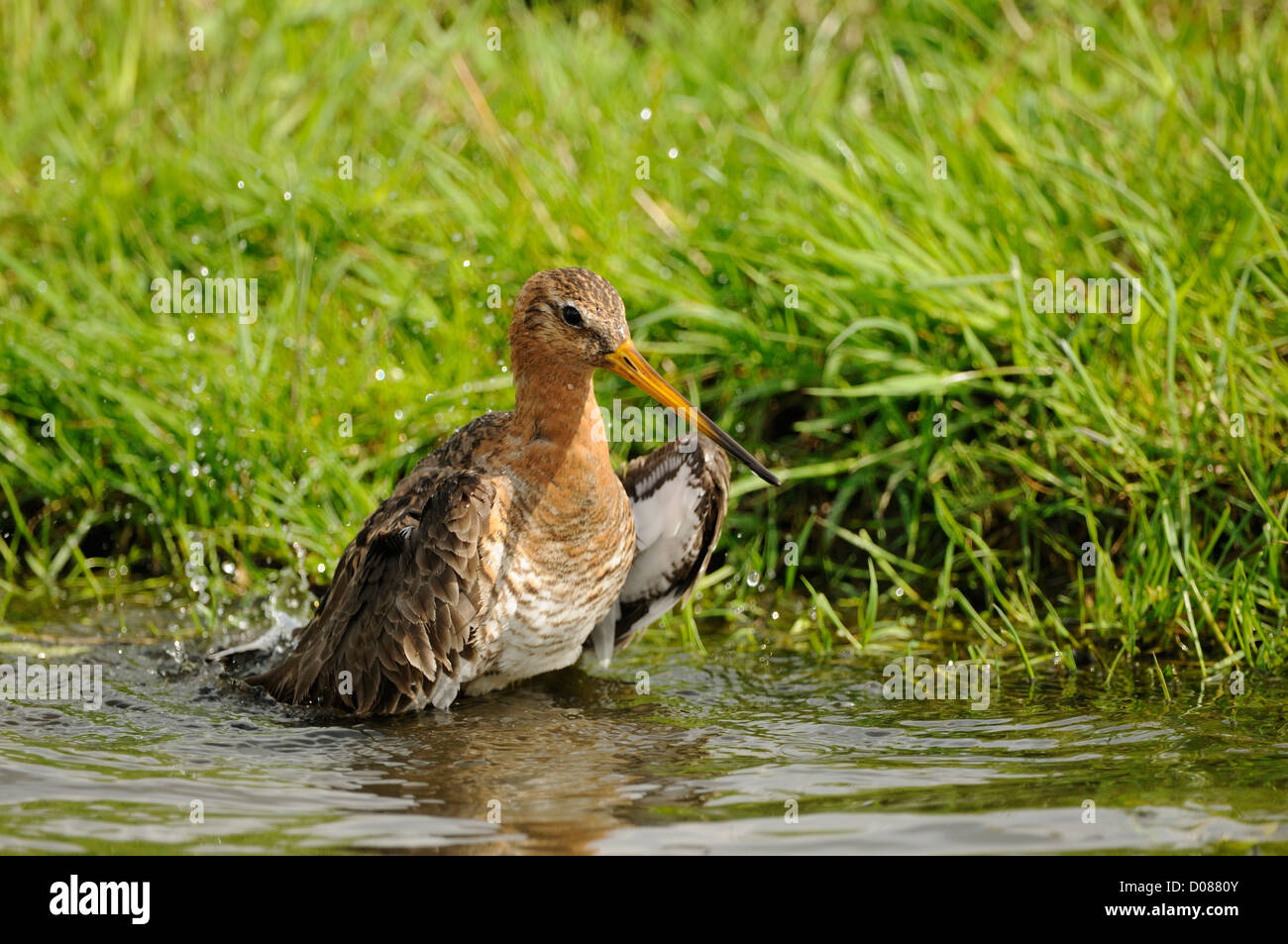 Uferschnepfe (Limosa Limosa) Baden, Holland, Mai Stockfoto