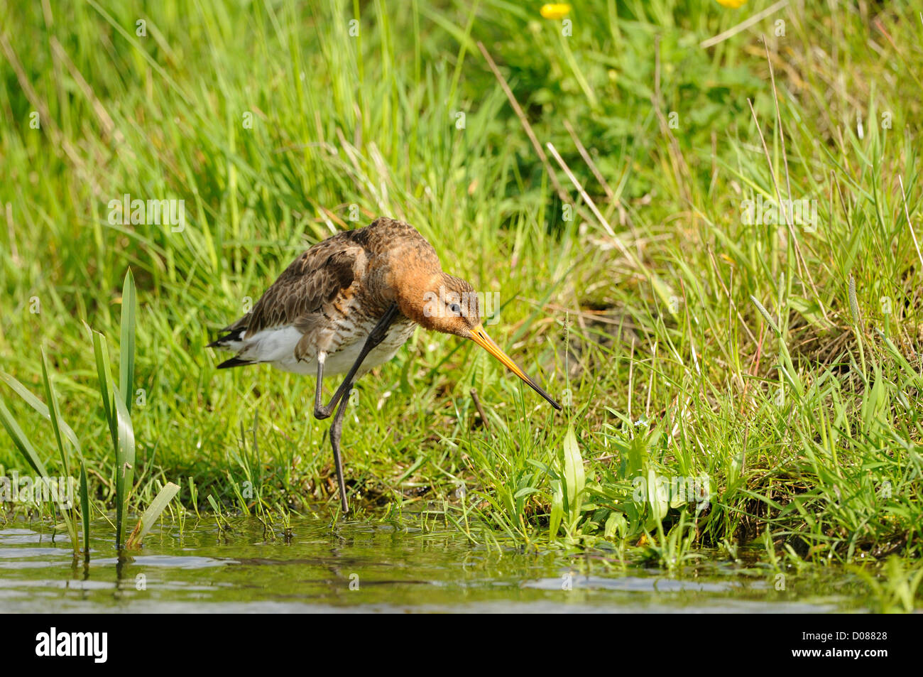 Uferschnepfe (Limosa Limosa) putzen Federn mit angehobenen Fuß, Holland, Mai Stockfoto
