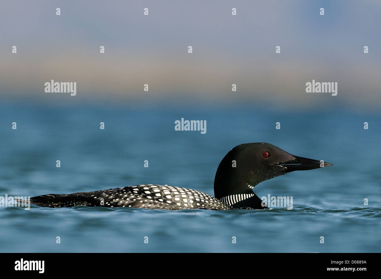 Großen Northern Diver (Gavia Immer) im Sommer Zucht Gefieder, See Myvtan, Island, Juni Stockfoto