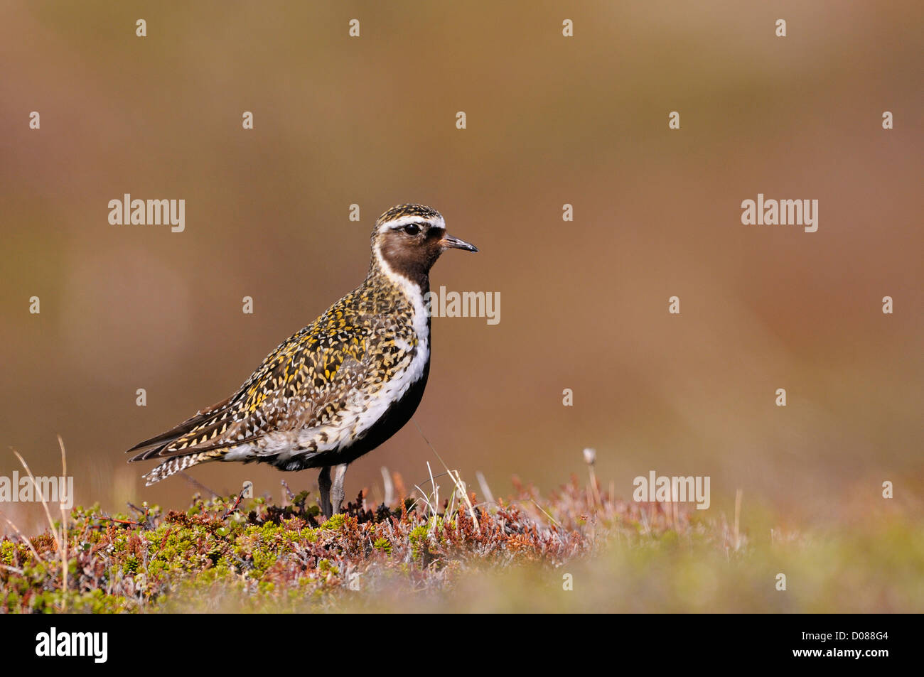 Golden Plover (Pluvialis Apricaria) Erwachsene im Sommer Zucht Gefieder, stehend im Heidekraut, Island, Juni Stockfoto