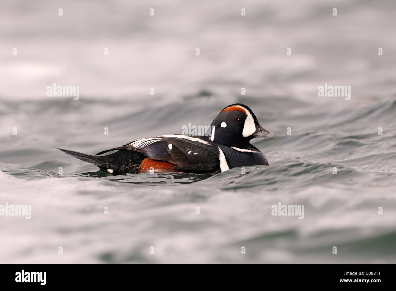 Harlekin Ente (Histrionicus Hitrionicus) Männchen schwimmen, Island, Juni Stockfoto