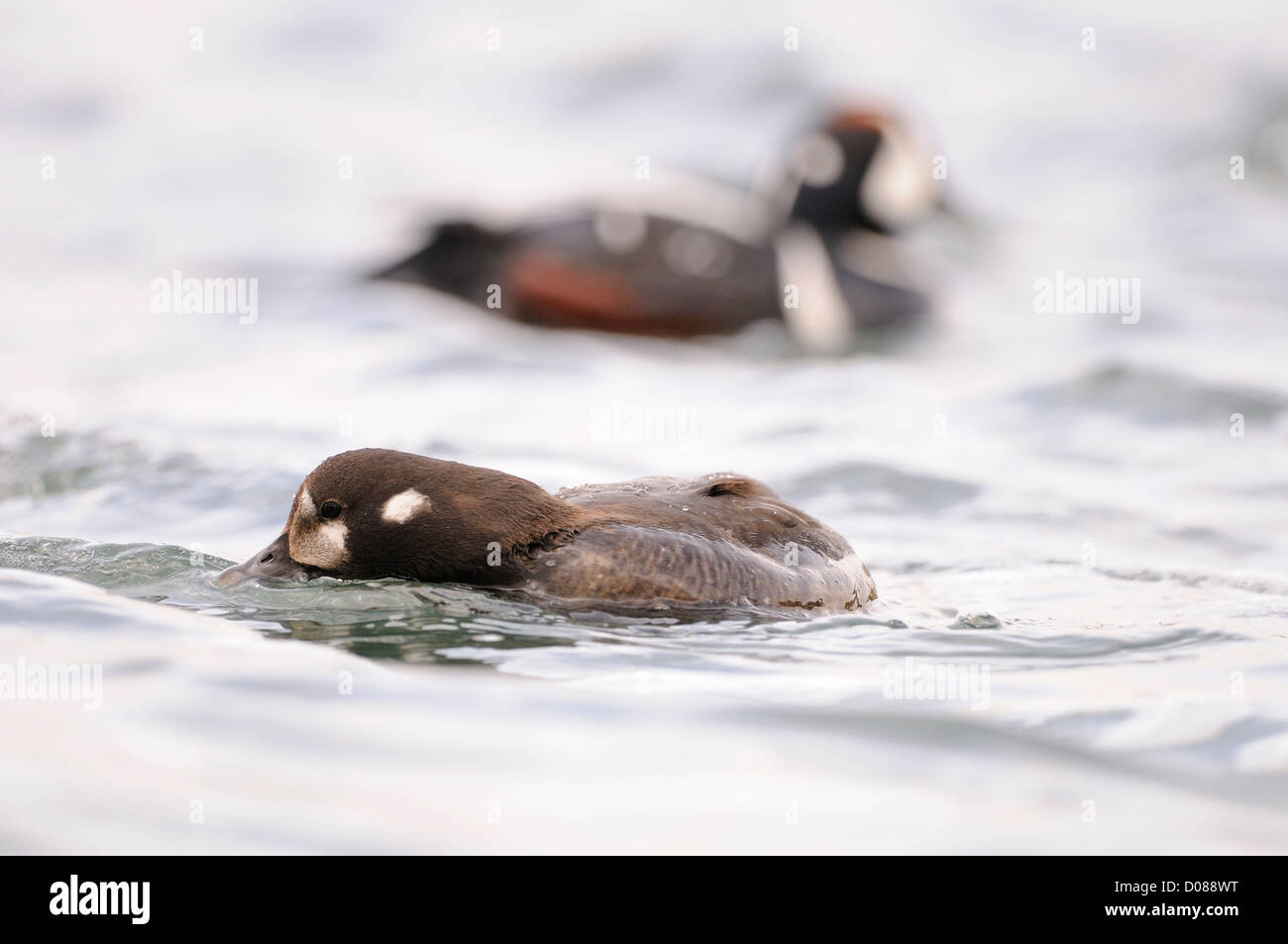 Harlekin Ente (Histrionicus Histrionicus) weibliche Fütterung auf Wasseroberfläche, gefolgt von männlich, Island, Juni Stockfoto
