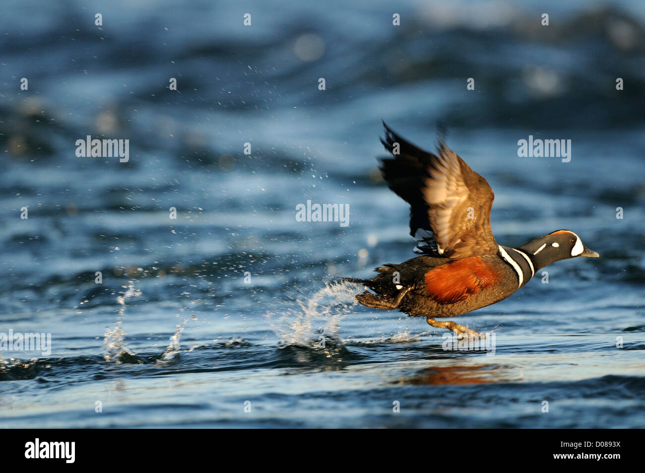 Harlekin Ente (Histrionicus Histrionicus) männlich ausziehen aus Wasser, Island, Juni Stockfoto