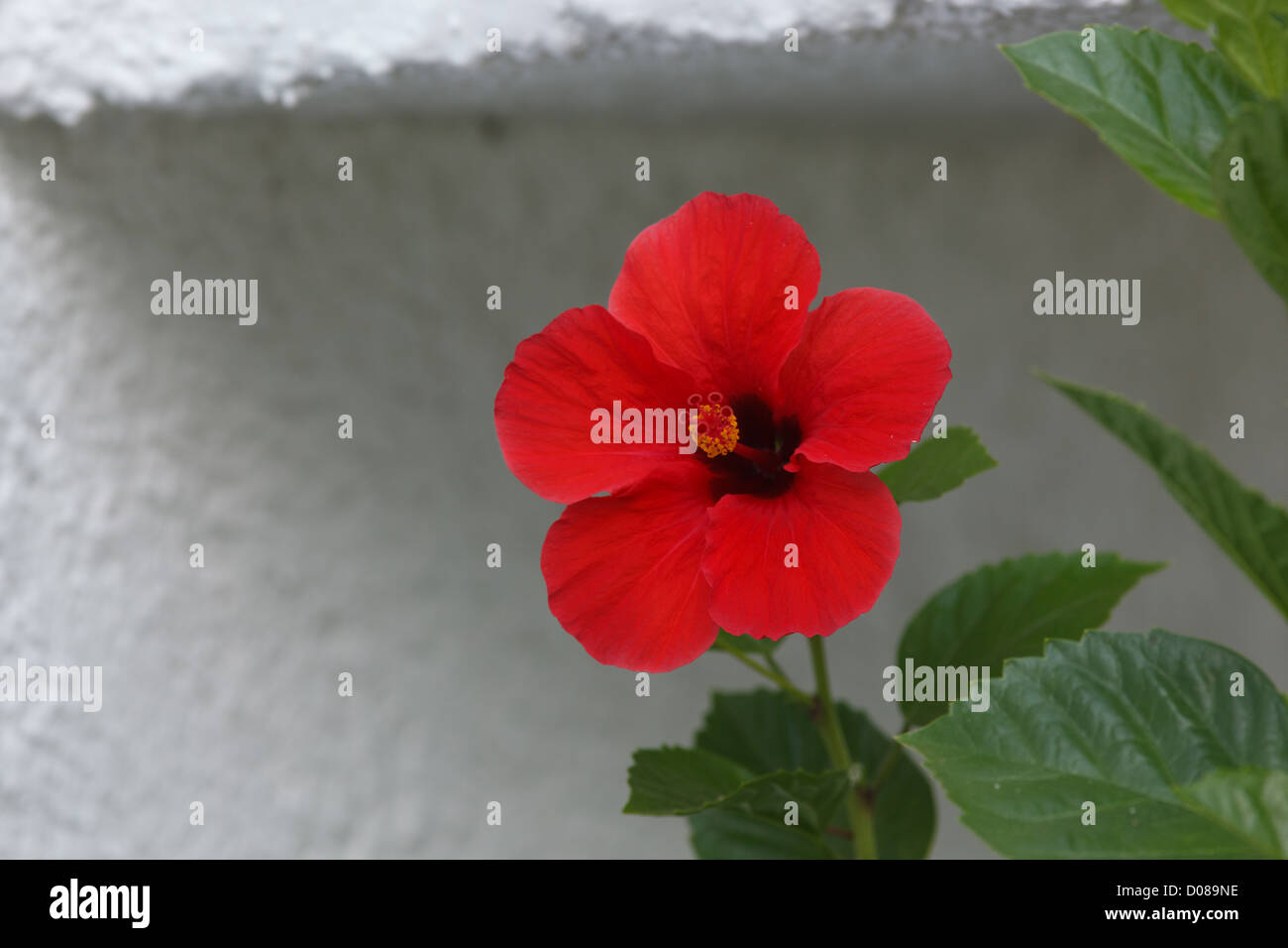 Red Hibiscus flower Stockfoto