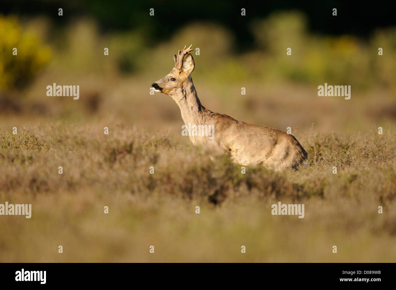 Western-Reh (Capreolus Capreolus) männlichen stehen unter Heidekraut, Holland, Mai Stockfoto
